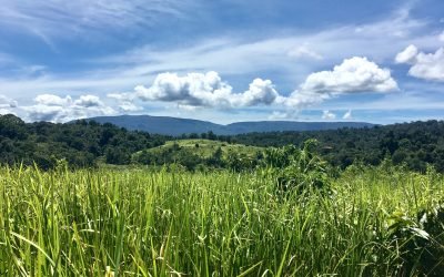 Tranquillity at Khao Yai National Park