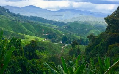 Time for tea in the Cameron Highlands?!