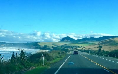 Wildlife on the Otago Peninsula
