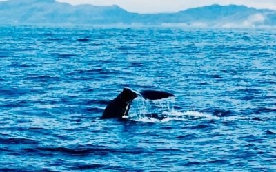 Bewitched in magical Kaikoura