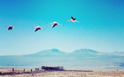 The driest desert in the world: San Pedro de Atacama